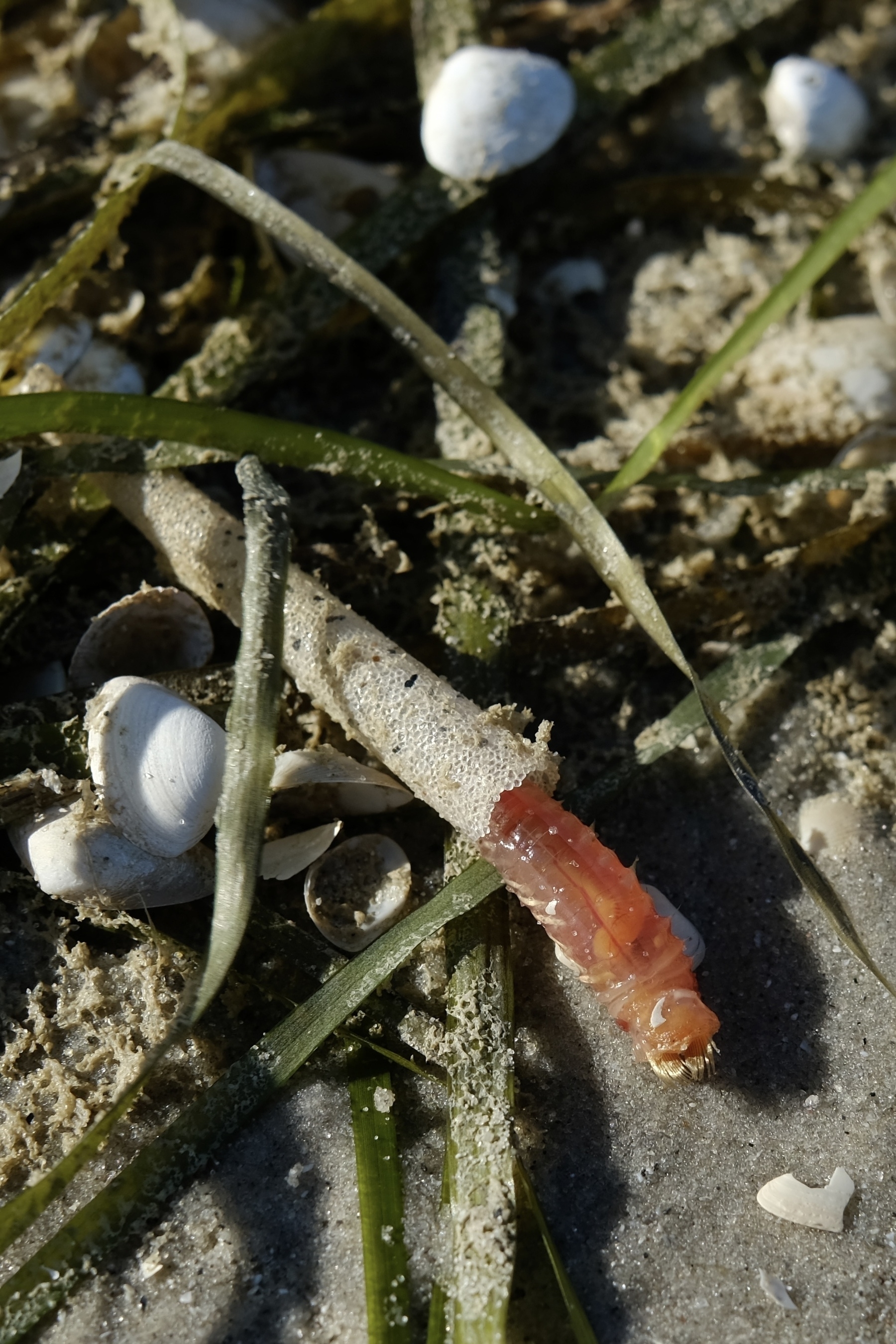 A marine worm is partially buried in sand among seaweed and shells on a beach. (Text generated by AI)