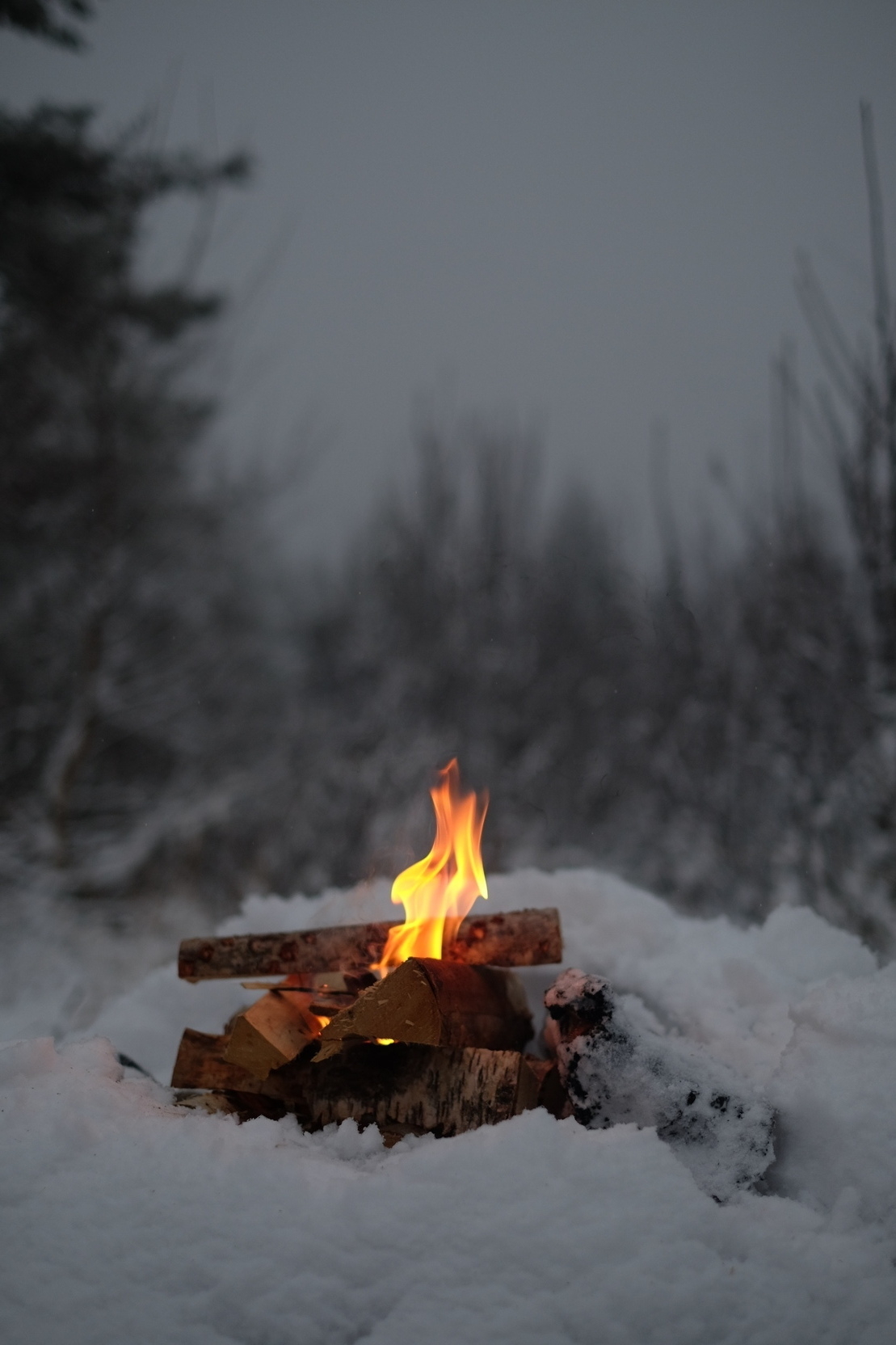 A campfire burns among logs in a snowy landscape with a backdrop of blurred trees.