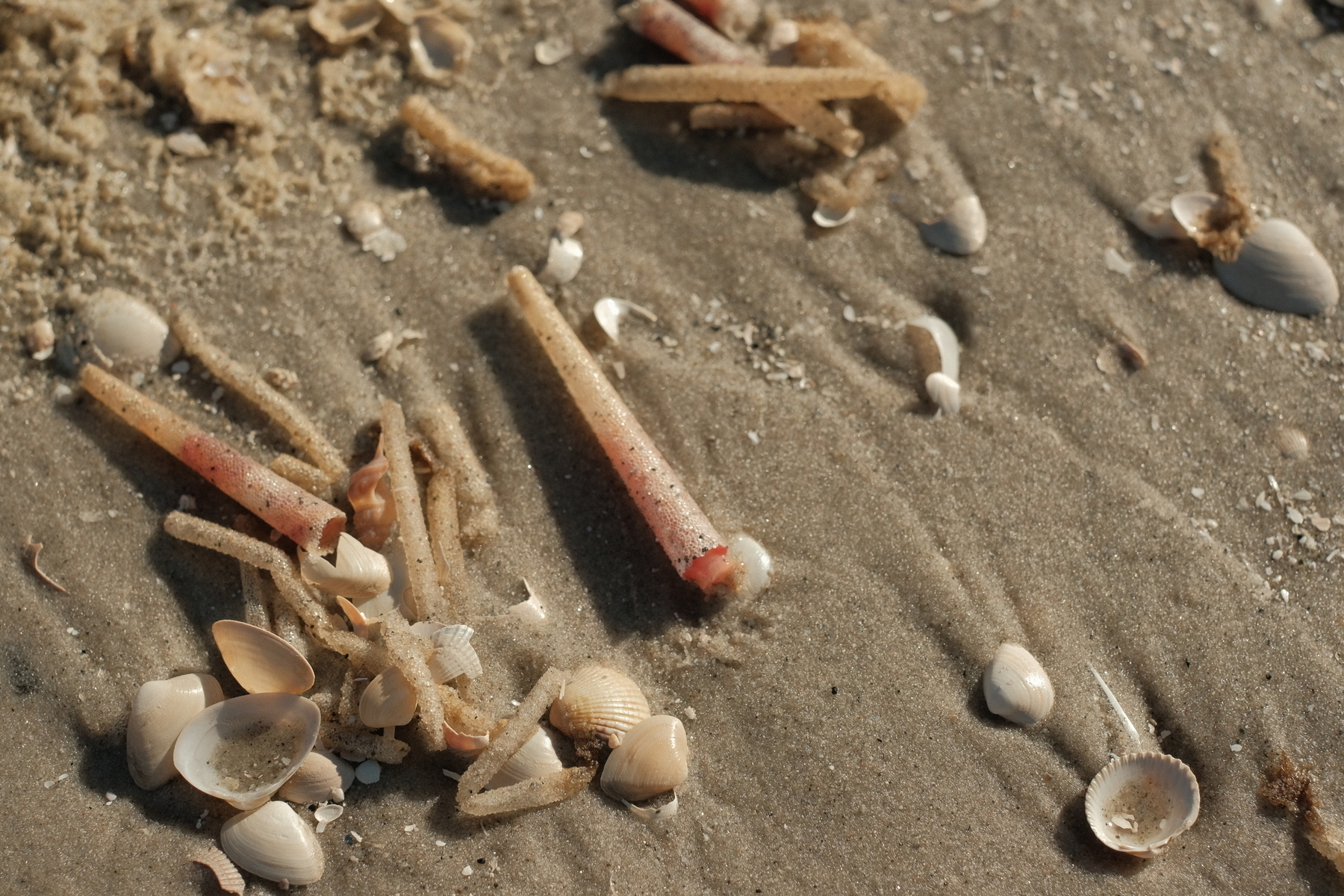 A marine worm on a sandy beach. (Text generated by AI)