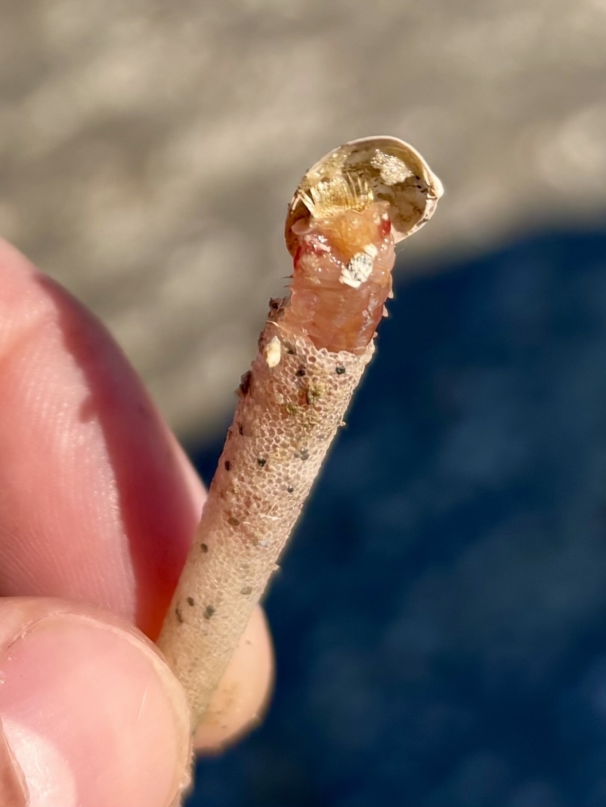 A close-up shows a hand holding a small, textured stick with a mollusk or shellfish attached to one end. (AI)