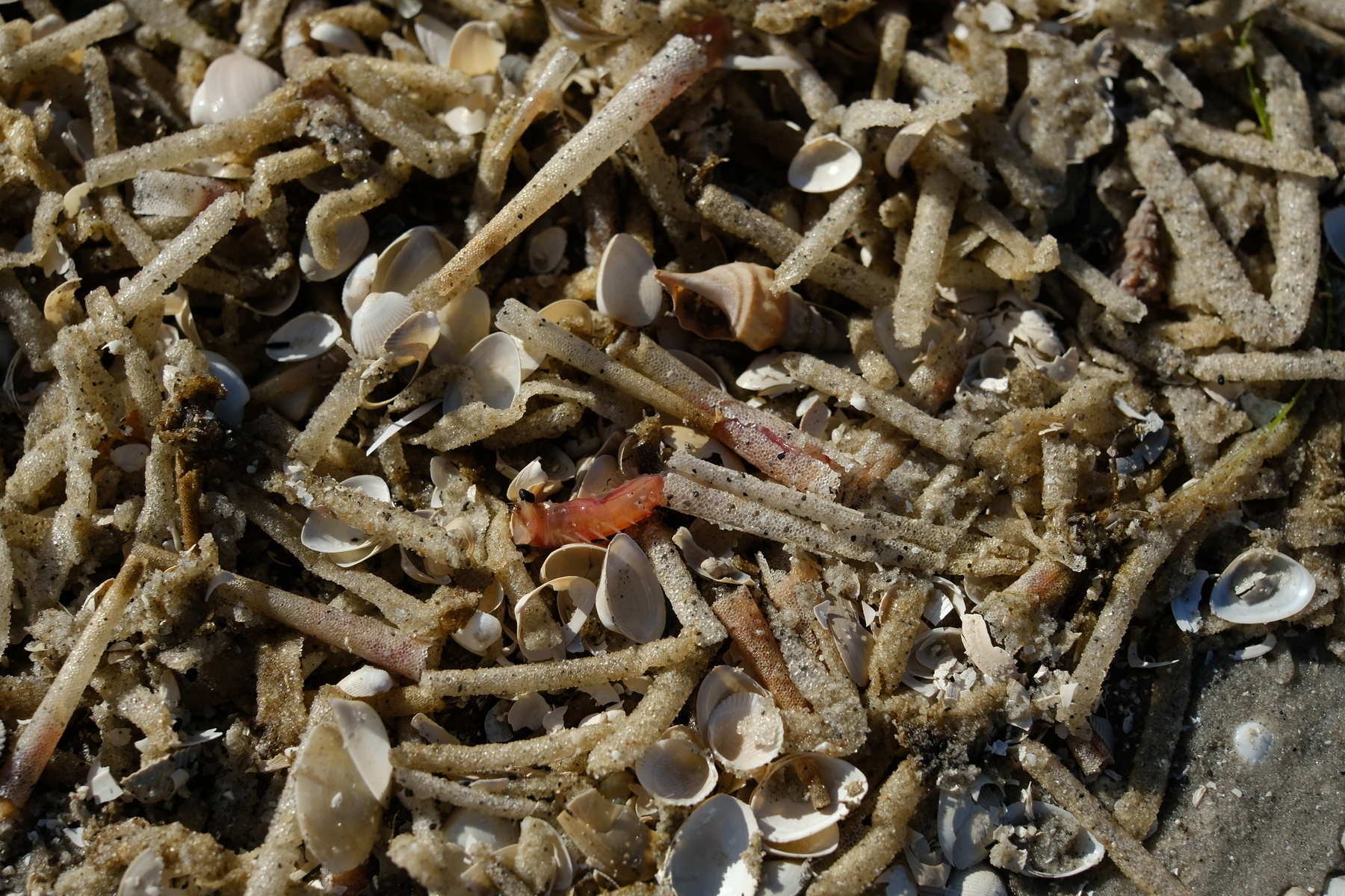 A variety of broken shells and small, sandy marine debris are scattered on the beach.