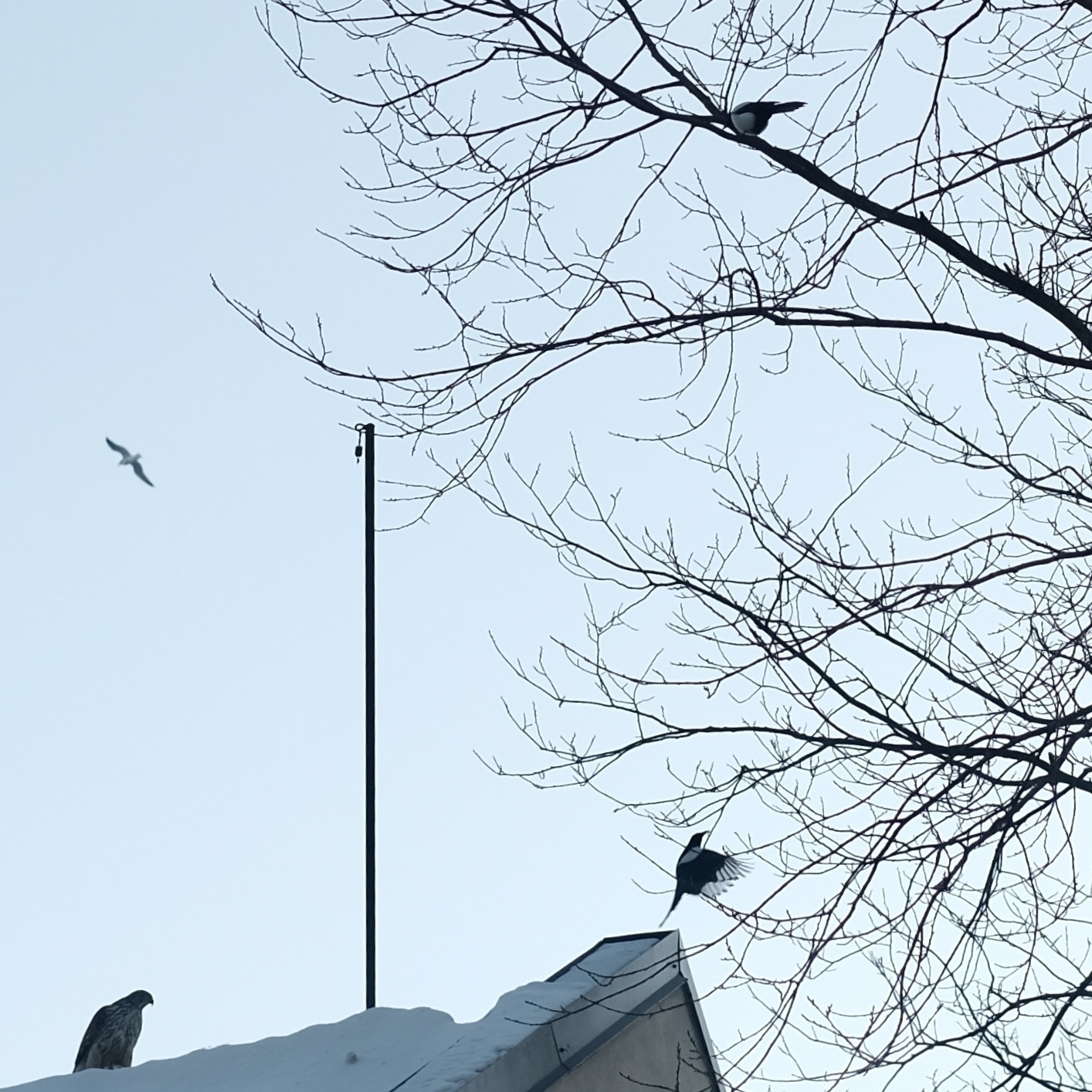 A snowy rooftop is adorned with a bird standing on the edge, a flying bird in the distance, and sparse tree branches extending into the sky. Possibly a hawk to the left.