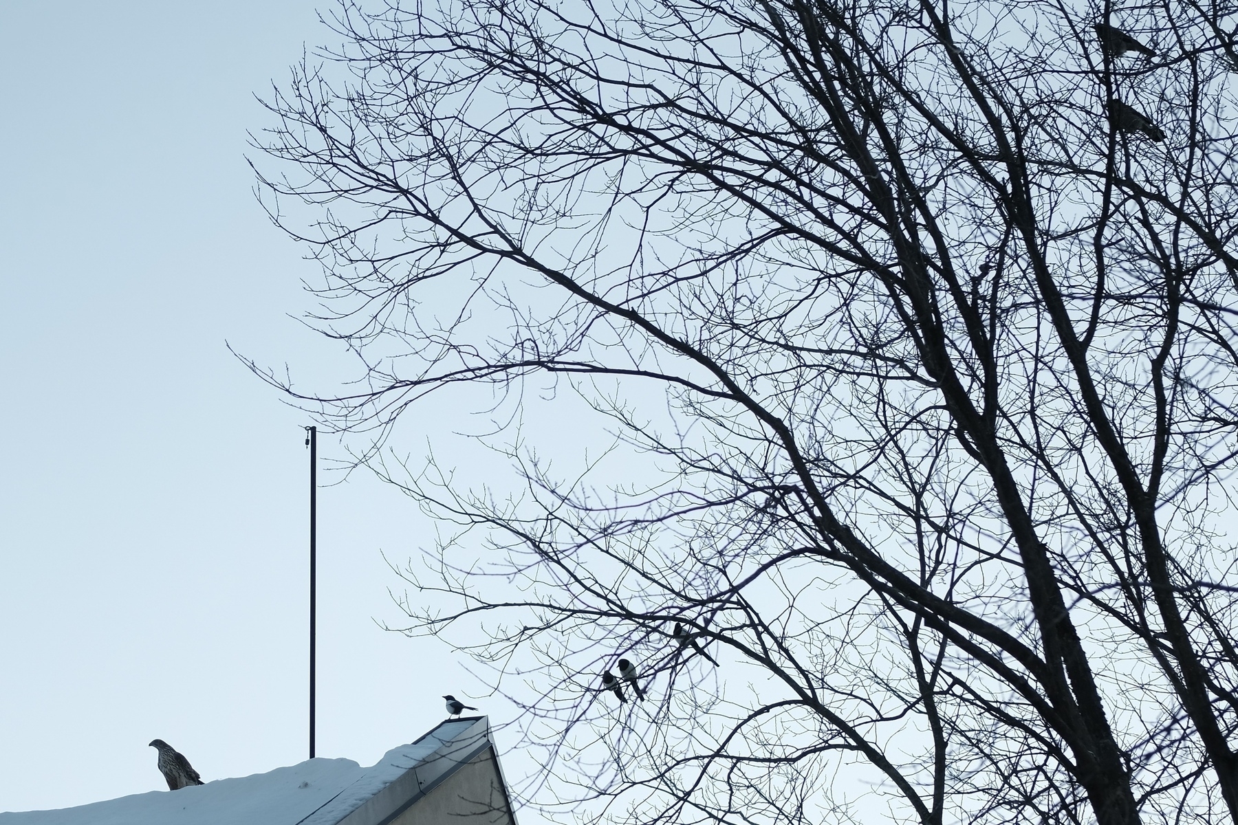 A snowy rooftop and a bare tree are occupied by several birds against a clear sky. Possibly a hawk to the left.