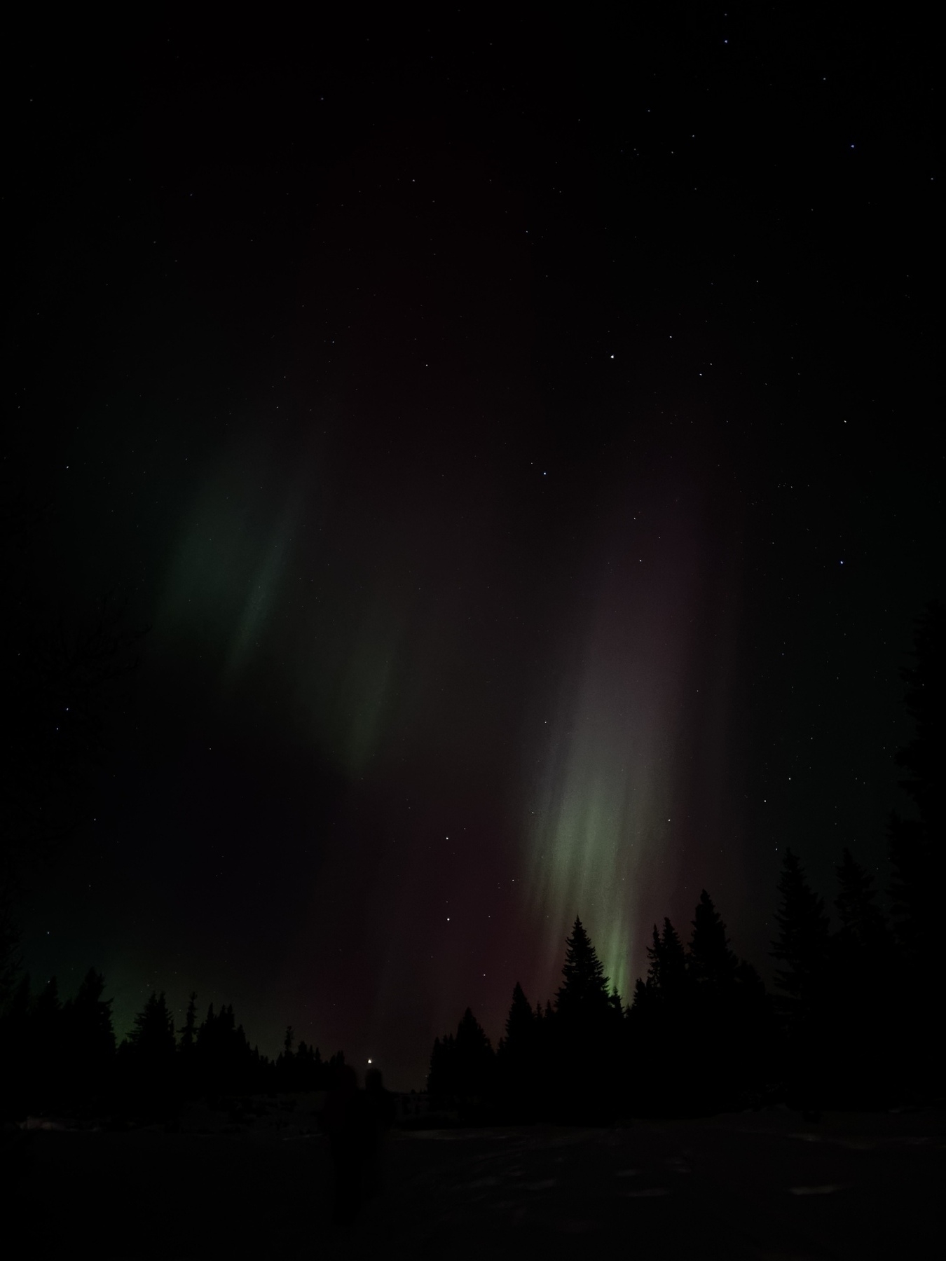 Vivid auroras cast colorful lights over a dark, wooded landscape.